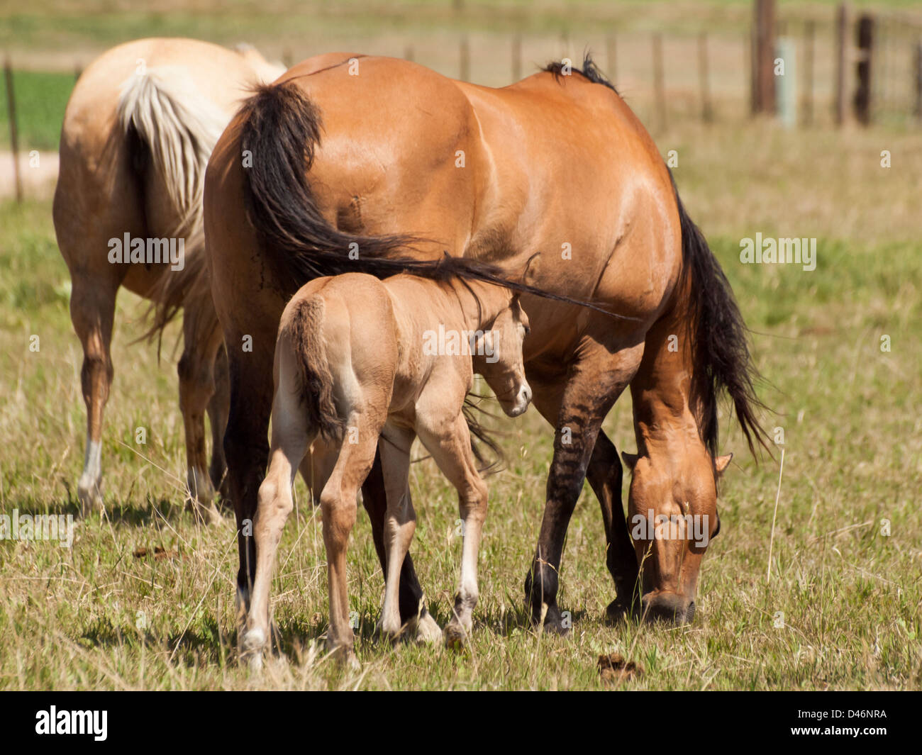 Cavalli al pascolo nel campo. Foto Stock