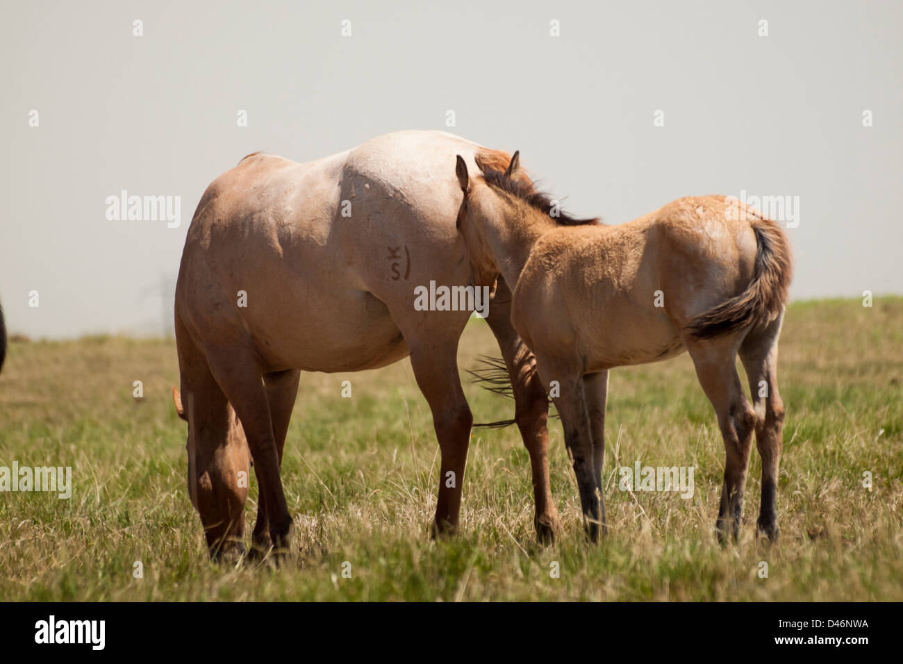 Cavalli al pascolo nel campo. Foto Stock