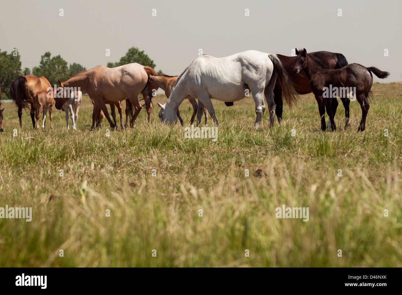 Cavalli al pascolo nel campo. Foto Stock
