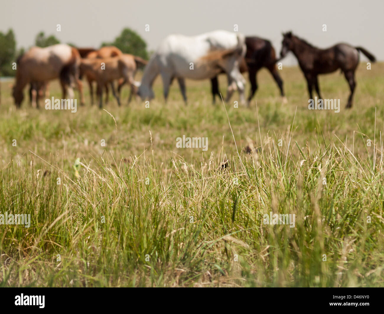 Cavalli al pascolo nel campo. Foto Stock