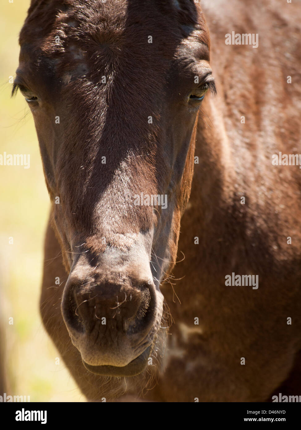 Cavalli al pascolo nel campo. Foto Stock