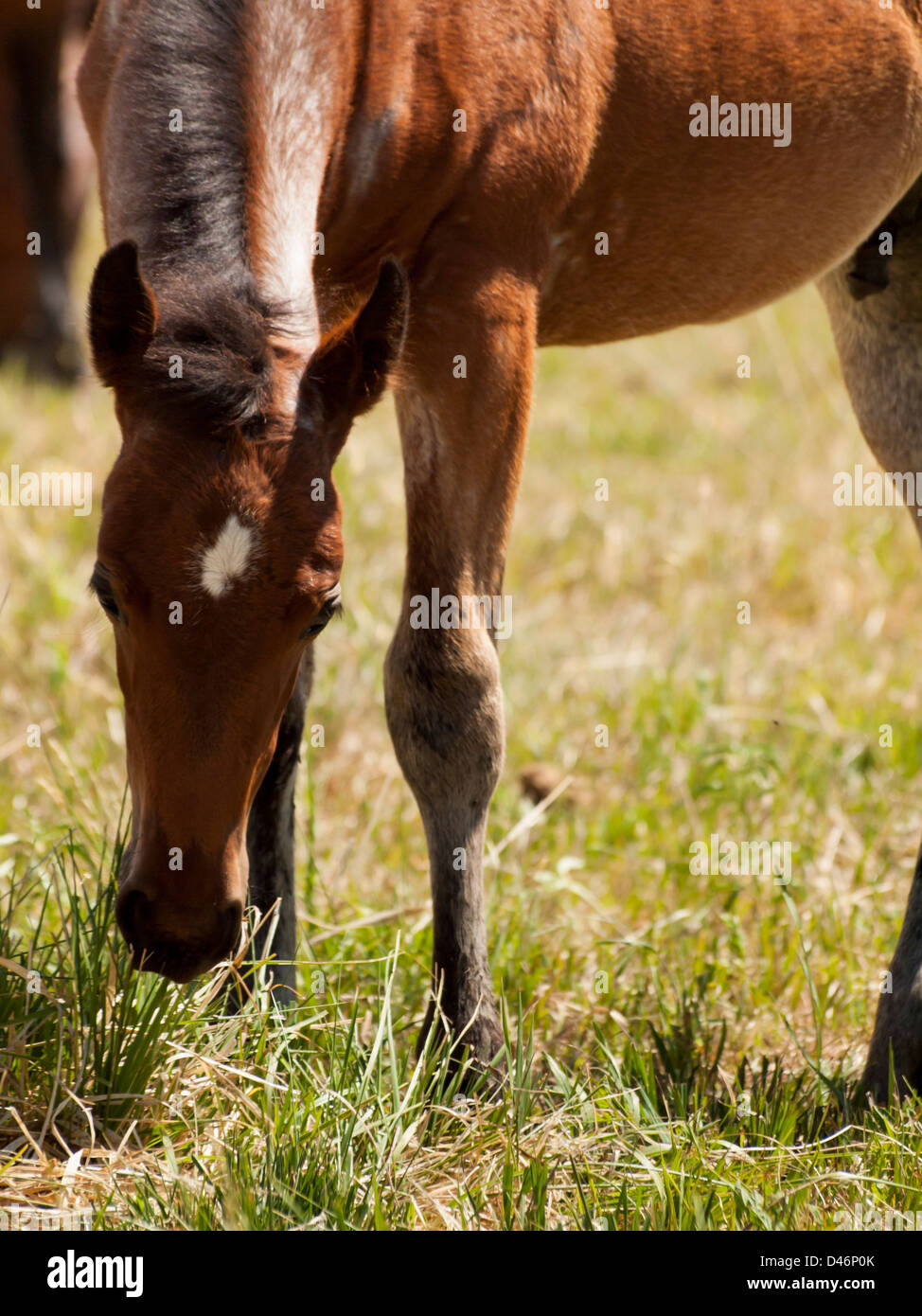 Cavalli al pascolo nel campo. Foto Stock