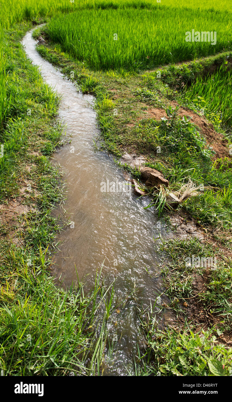 Irrigare le risaie al tramonto. Andhra Pradesh, India Foto Stock