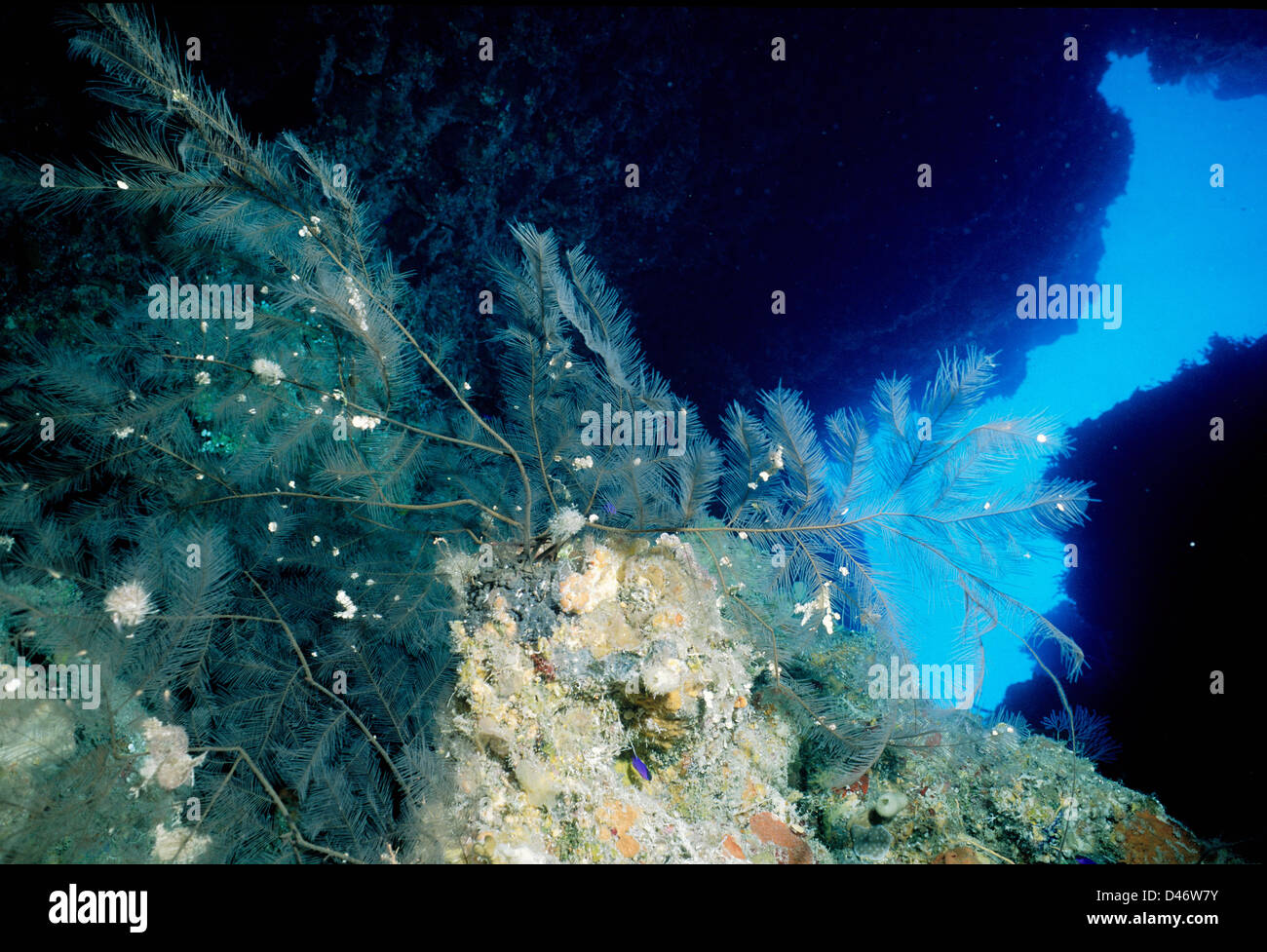 Pennacchi di mare, Pseudopterogorgia sp., octocoral, Cuba, Mare dei Caraibi Foto Stock