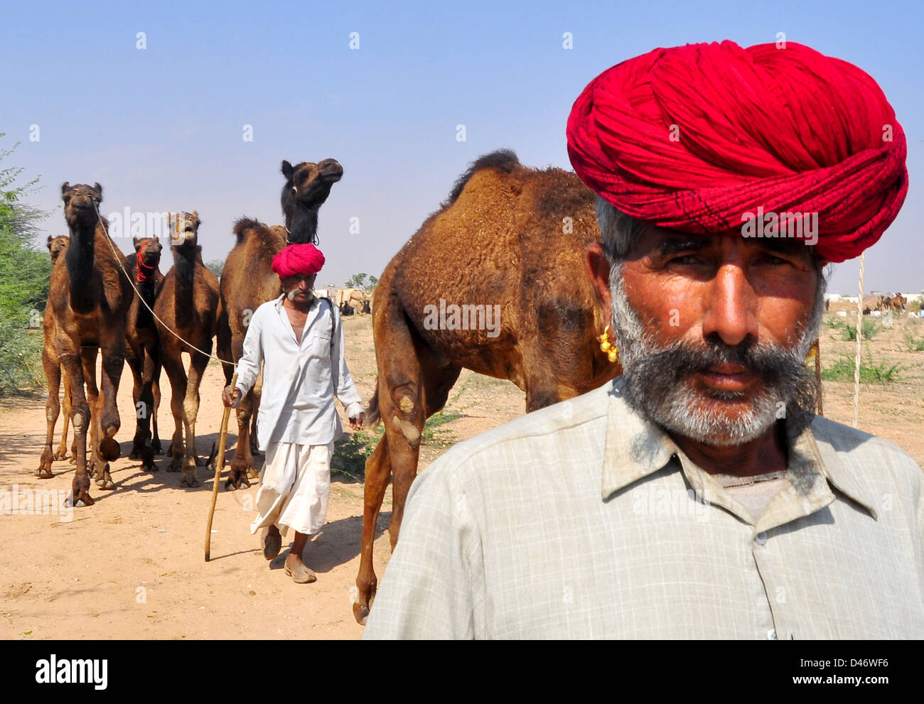 Abitante portano i cammelli a Nagaur fiera del bestiame in India occidentale il Rajasthan. Foto Stock
