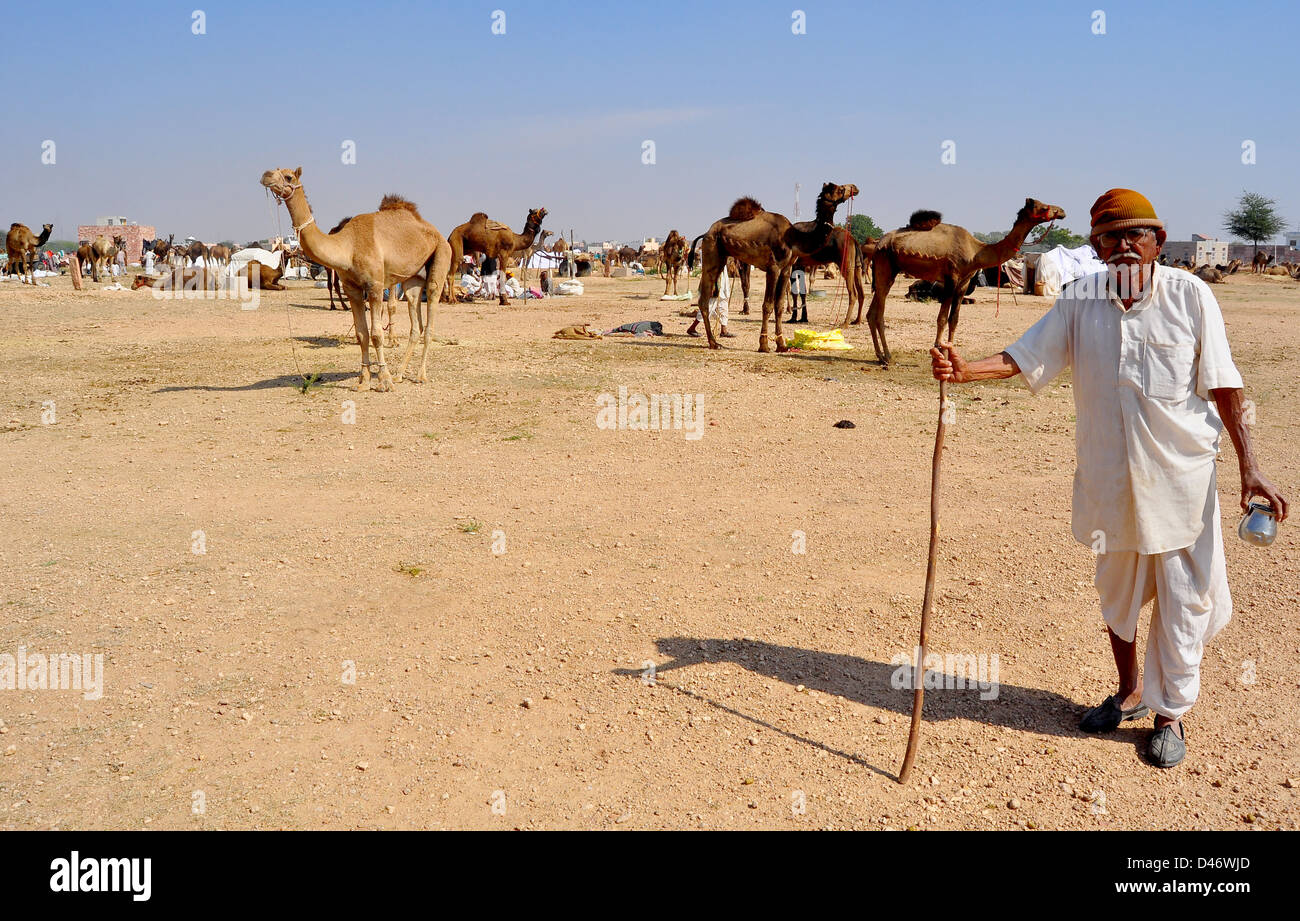 Un vecchio uomo si erige la sua mandria di cammelli a Nagaur fiera del bestiame in India occidentale il Rajasthan. Foto Stock