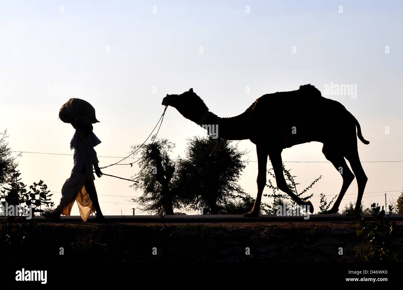 Un acquirente conduce il suo camel back home da Nagaur fiera del bestiame in India occidentale il Rajasthan Foto Stock