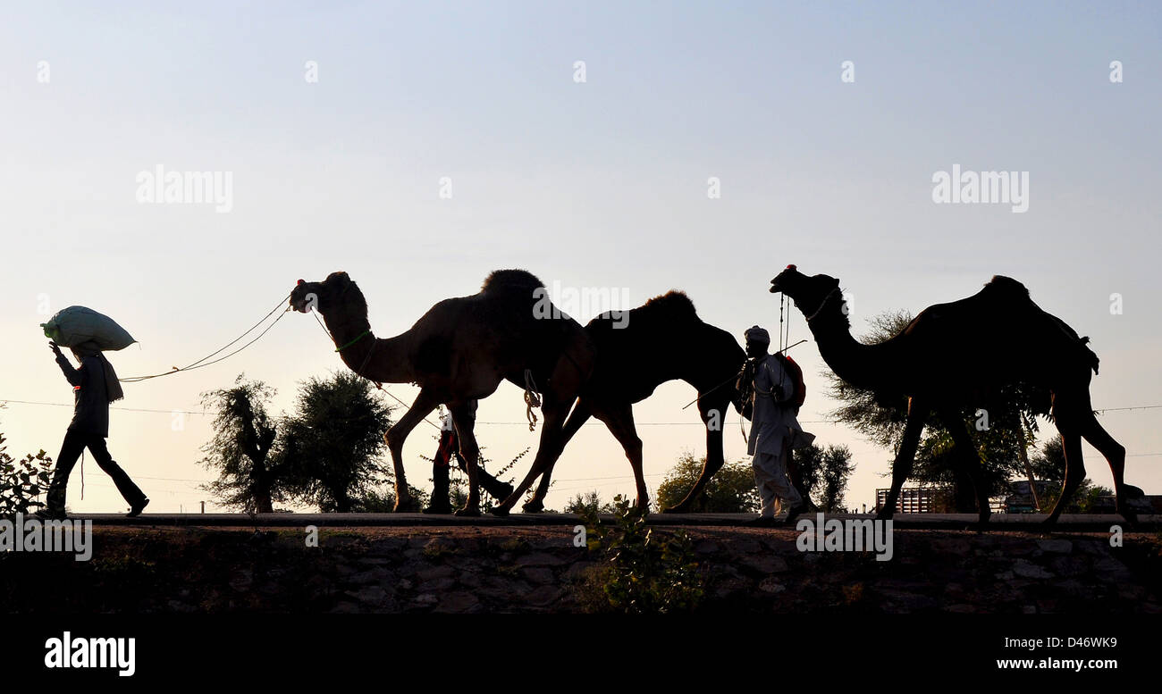 Gli acquirenti conducono i loro cammelli torna a casa da Nagaur fiera del bestiame in India occidentale il Rajasthan Foto Stock