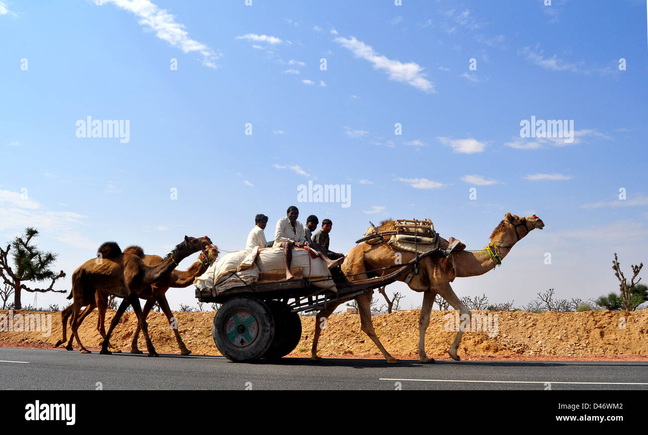 Gli acquirenti conducono i loro cammelli torna a casa da Nagaur fiera del bestiame in India occidentale il Rajasthan Foto Stock