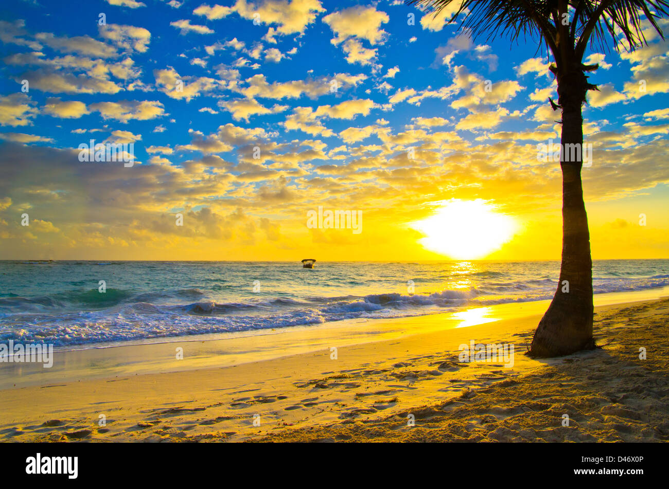 Palme sullo sfondo di un bel tramonto Foto Stock
