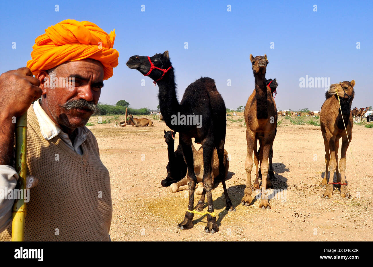 Un fornitore con i suoi cammelli presso la fiera del bestiame nella parte occidentale della città indiana di Nagaur, in Rajasthan. Foto Stock