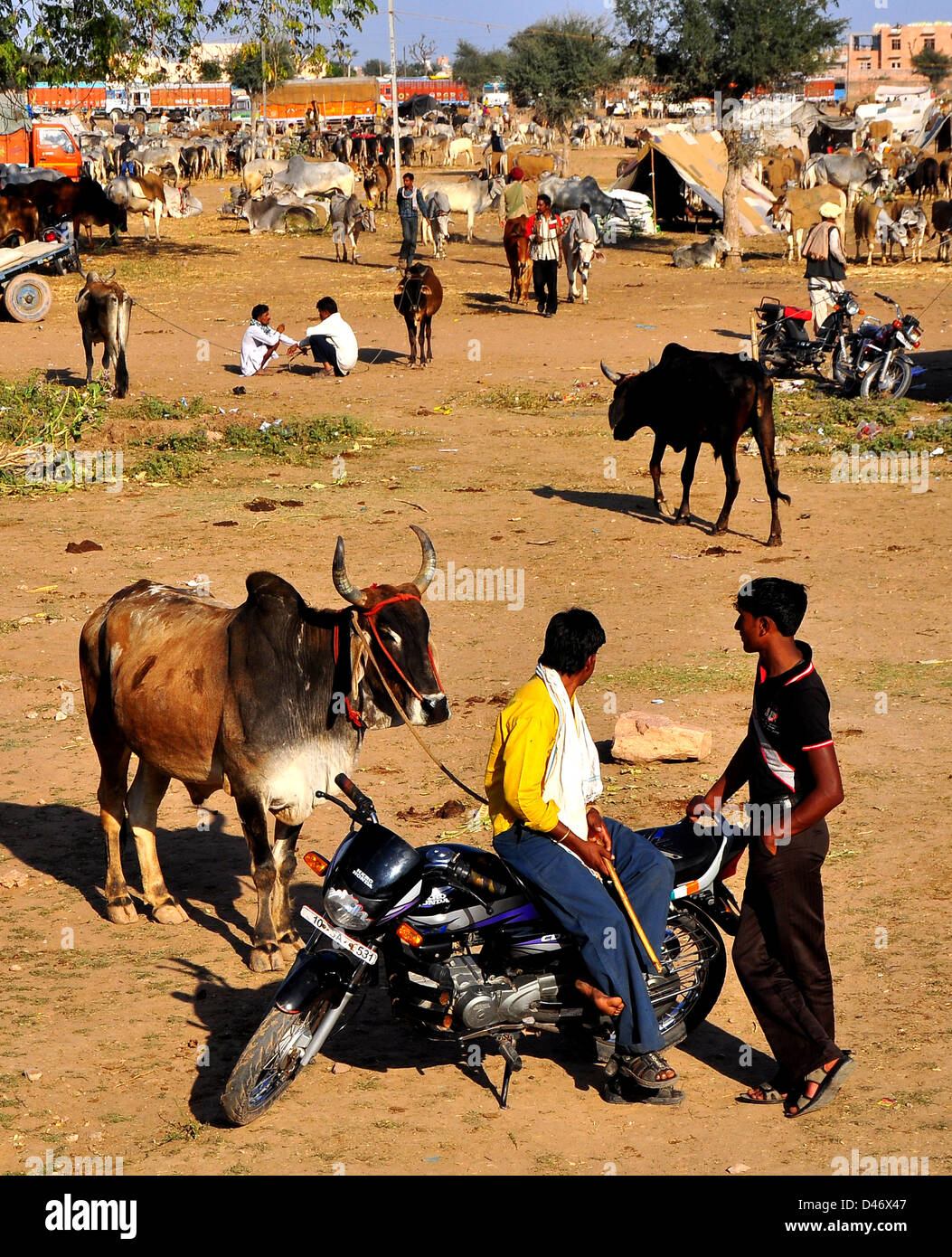 I giovani agricoltori attendere il cliente a vendere un toro a Nagaur fiera del bestiame in India occidentale il Rajasthan. Foto Stock