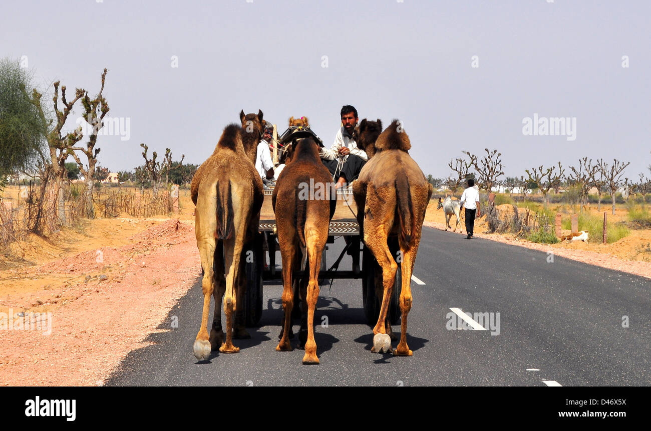 Gli acquirenti di guidare il loro bestiame torna a casa da Nagaur fiera del bestiame in India occidentale il Rajasthan. Foto Stock