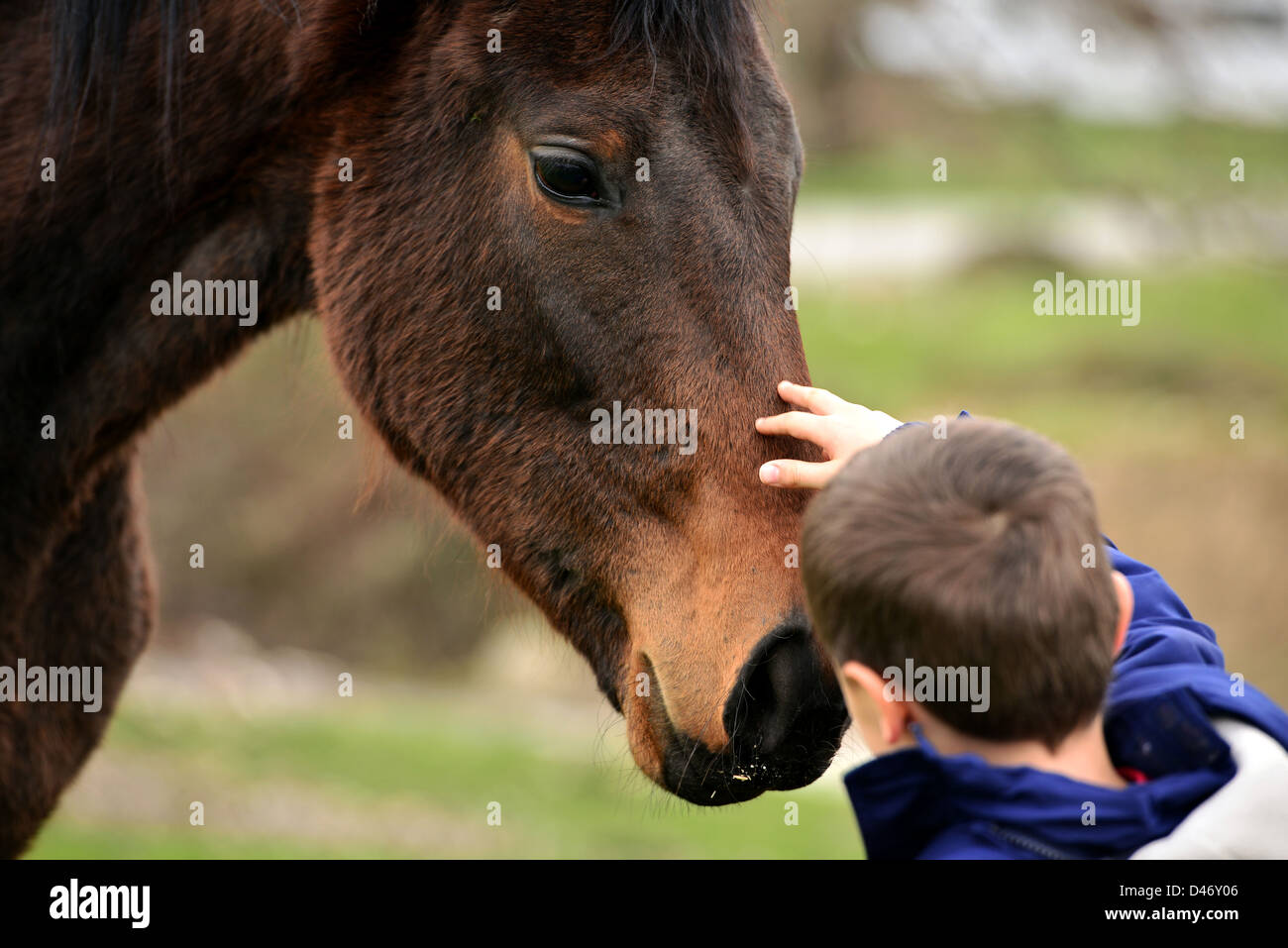 Horse boy come se parlasse Foto Stock