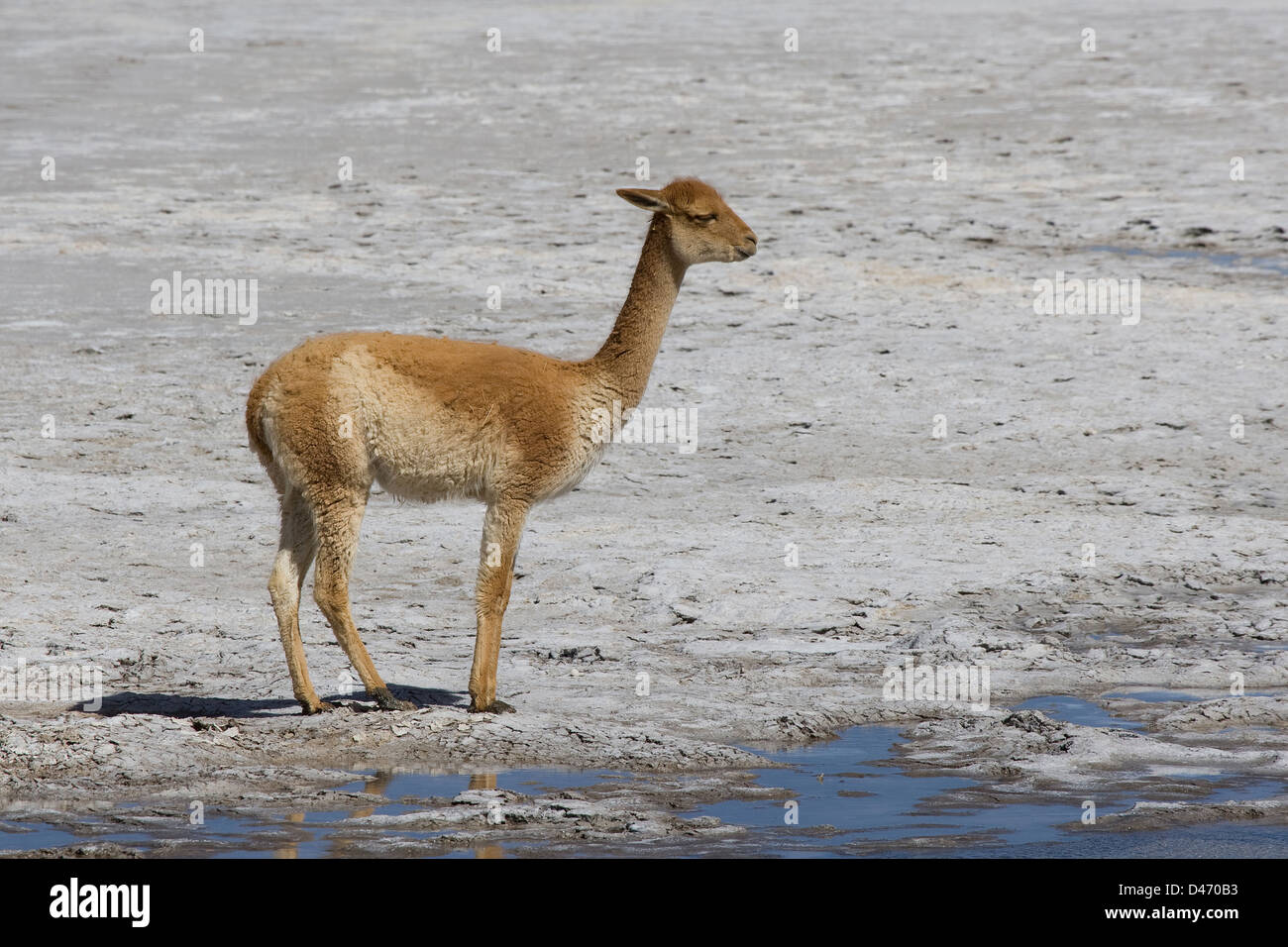 Vicuna (Lama vicugna). Adulto presso il mountain pass Paso de jama vicino a San Pedro de Atacama, Cile Foto Stock