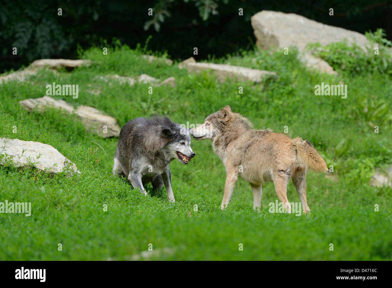 Eastern Lupo (Canis lupus lycaon). Due adulti che interagiscono Foto Stock