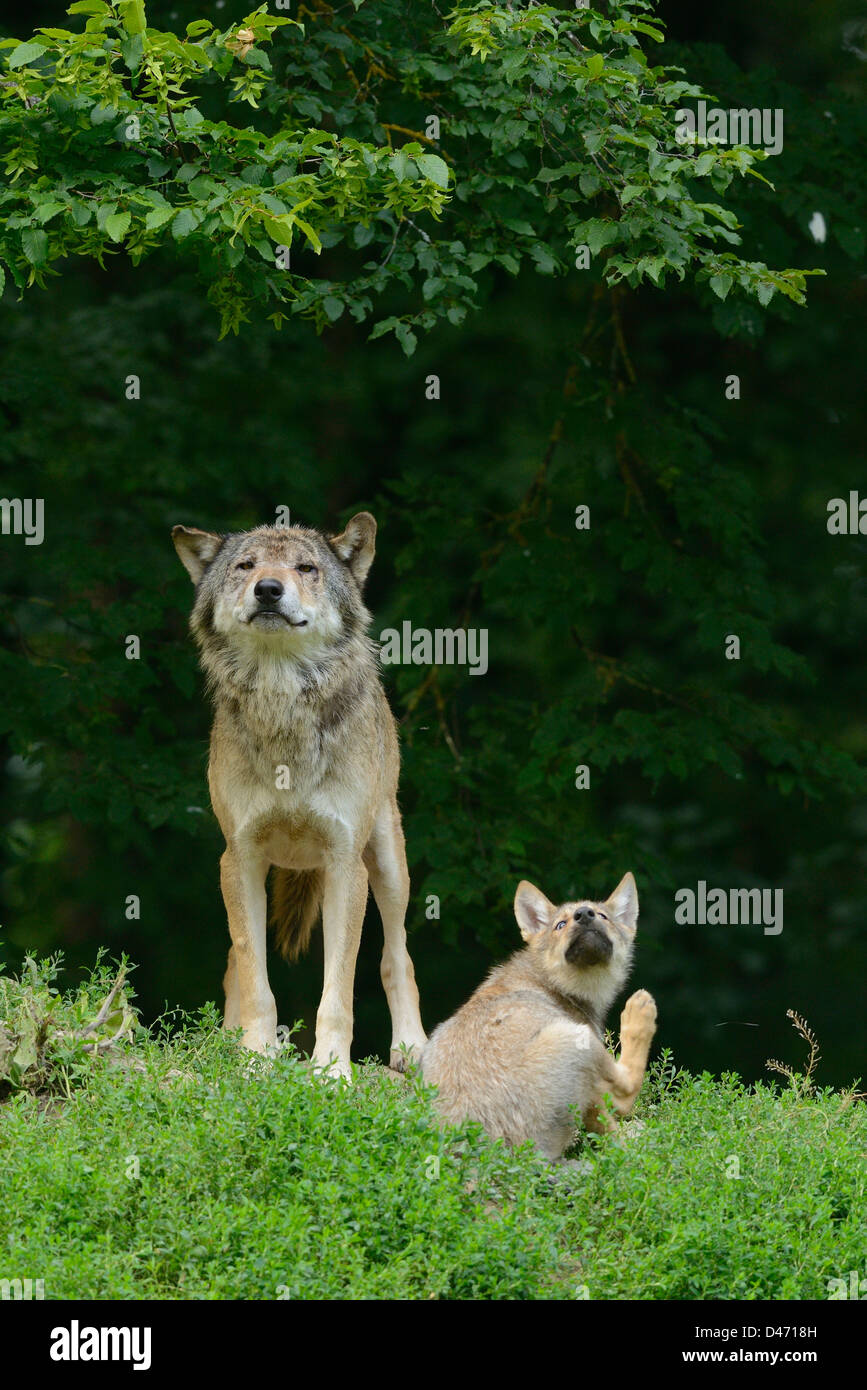 Eastern Lupo (Canis lupus lycaon). Adulto con un cucciolo Foto Stock