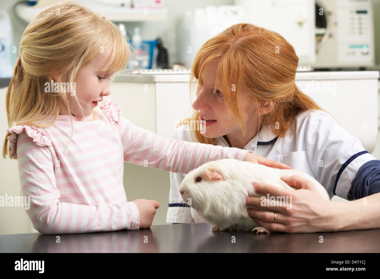Femmina chirurgo veterinario esaminato per bambini cavia in chirurgia Foto Stock