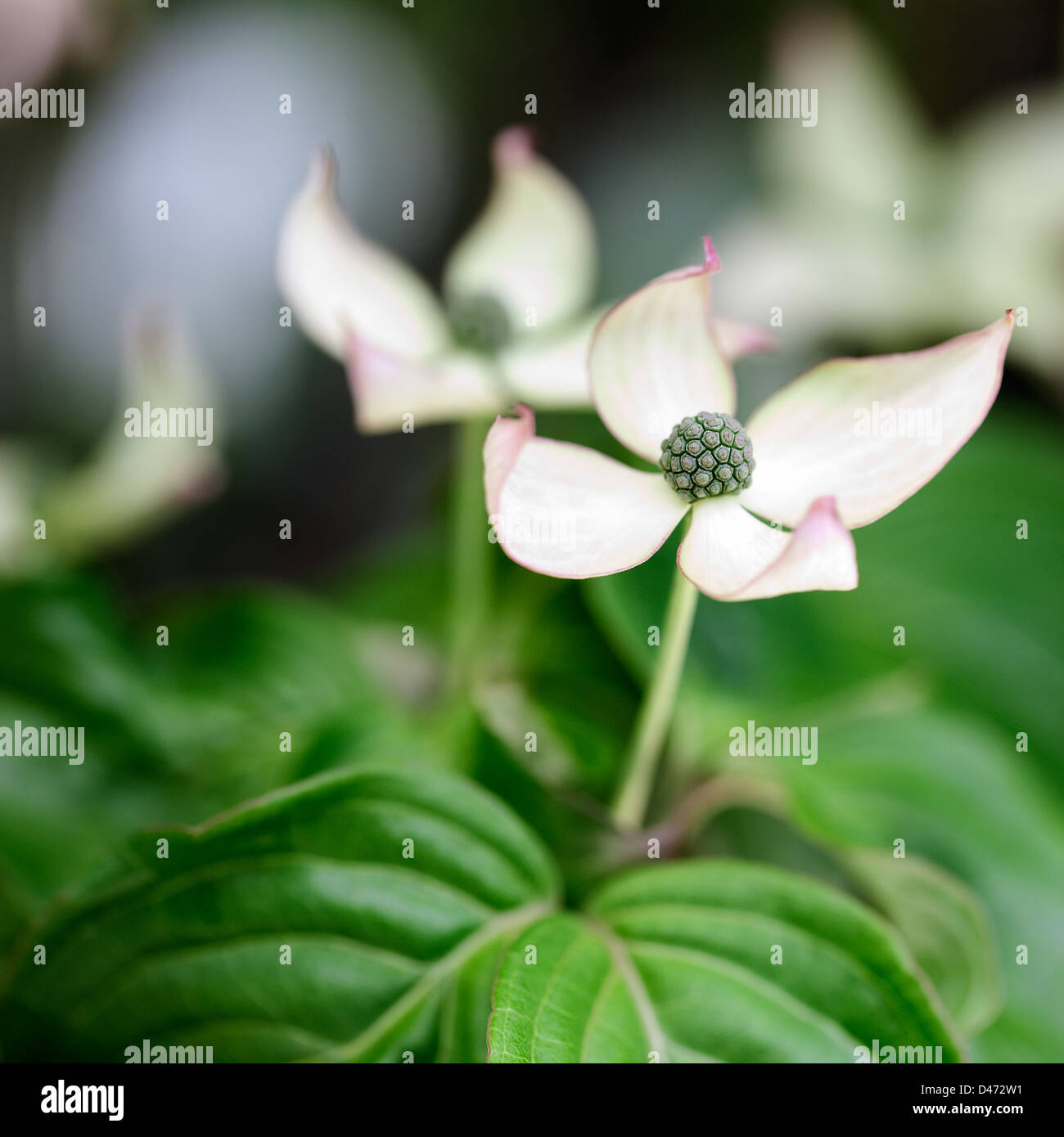Foto macro di fioritura Cornus Kousa 'Schmetterling' con una profondità di campo ridotta. Foto Stock