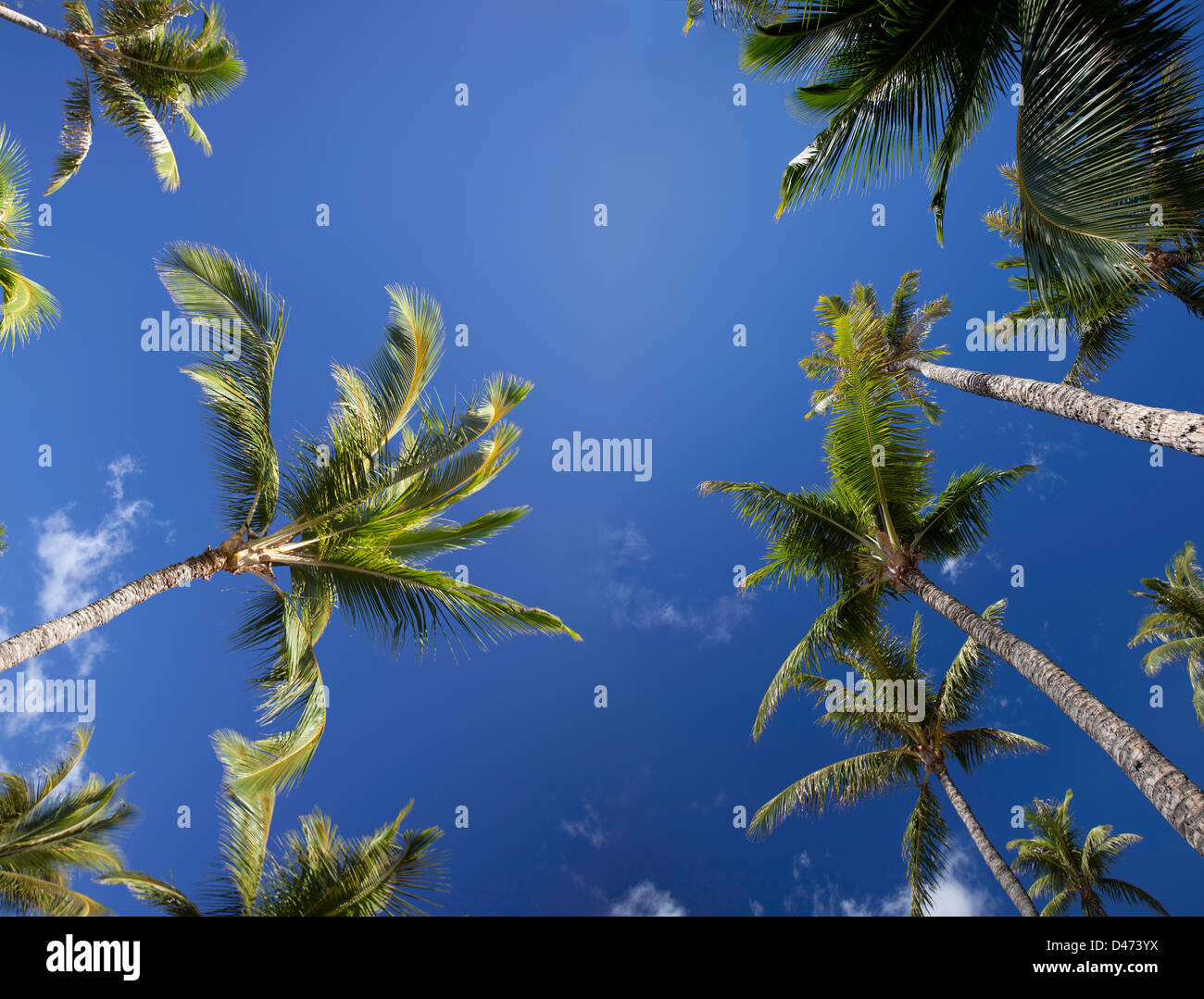 Una vista dal di sotto di palme e cielo blu, Maui, Hawaii. Foto Stock