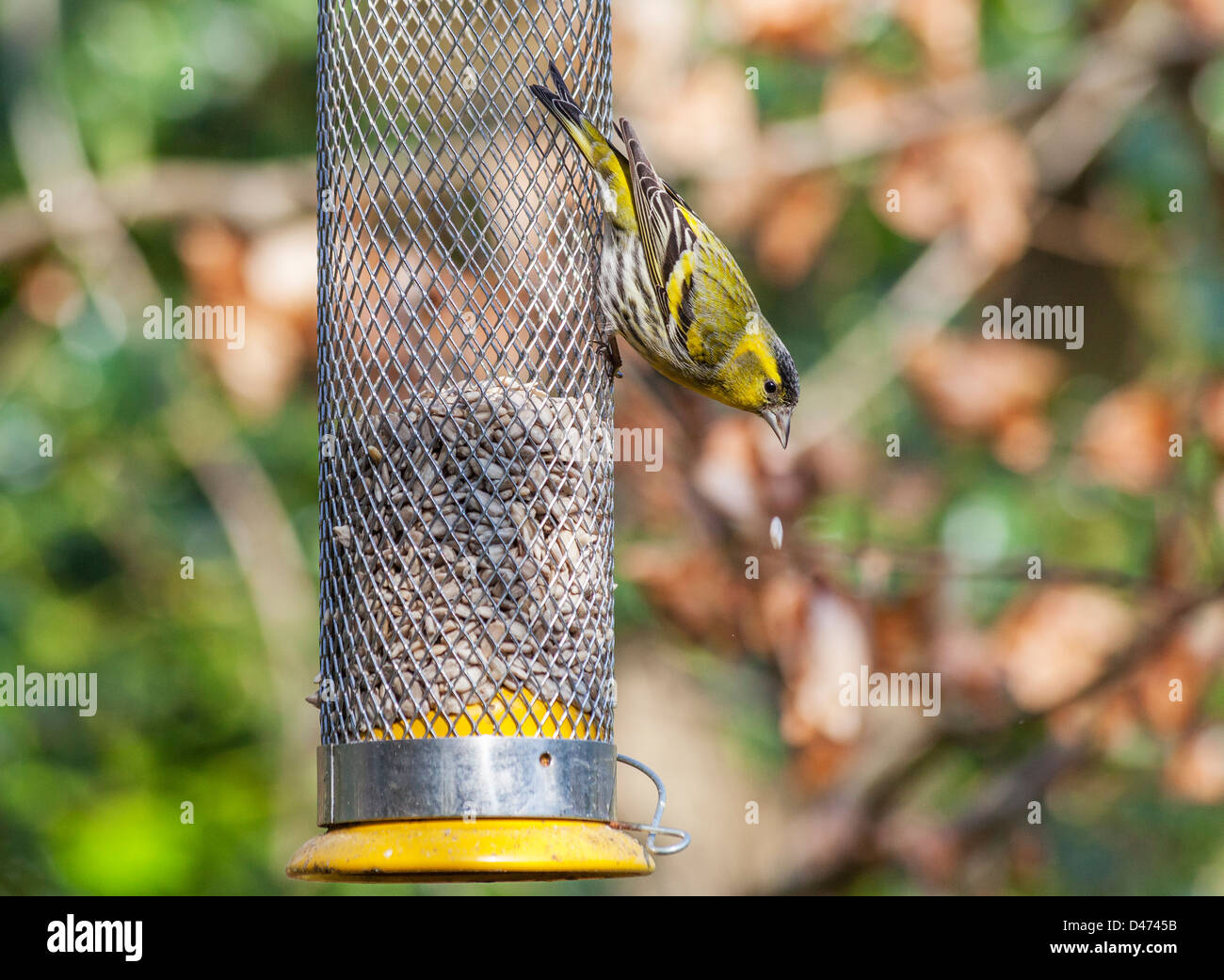 Eurasian lucherino (Carduelis spinus) alimentazione sul cuore di girasole a un uccello alimentatore in un giardino nel Surrey, Inghilterra Foto Stock