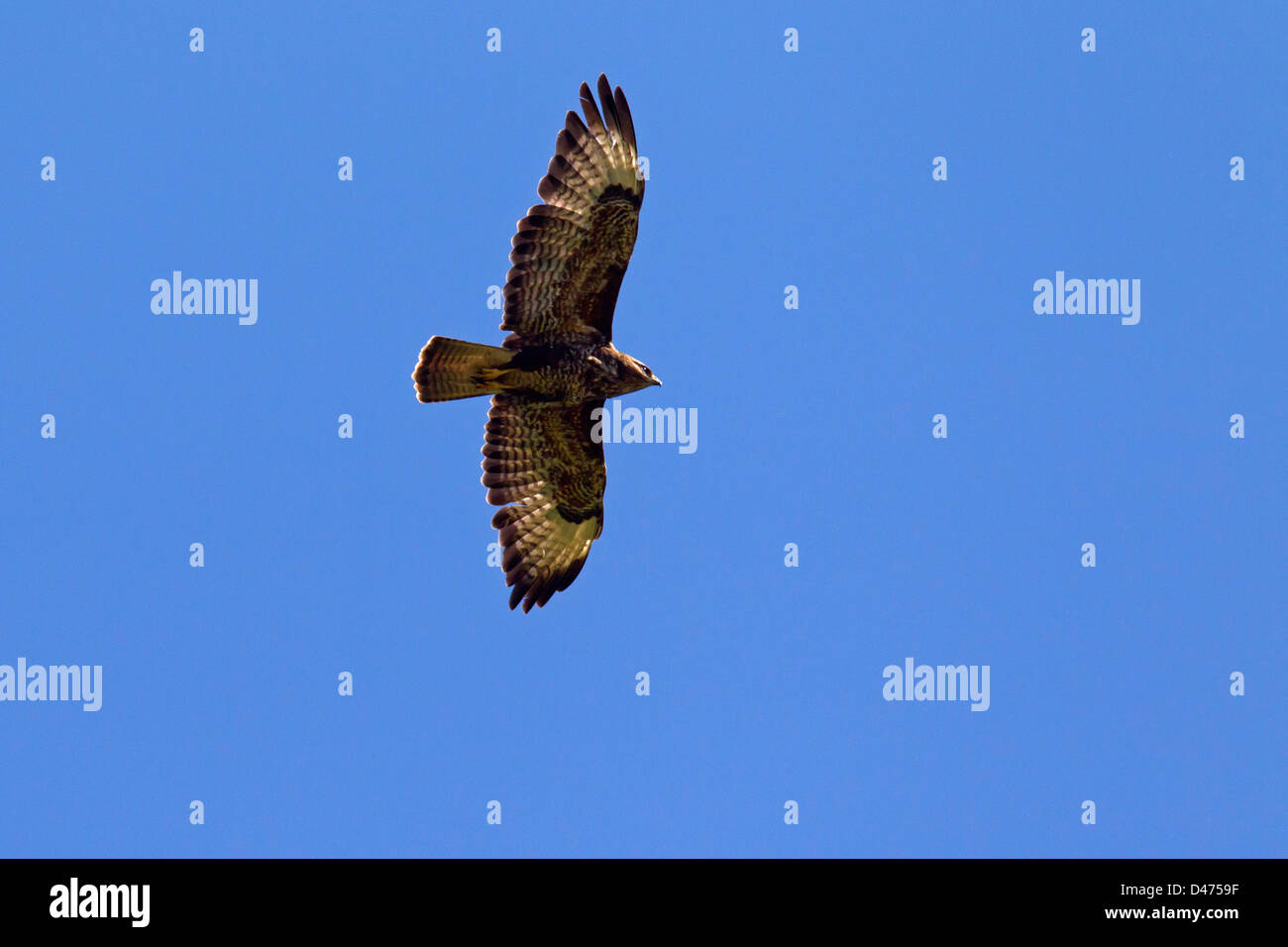 Comune Poiana (Buteo buteo), gli uccelli rapaci in volo contro il cielo blu Foto Stock