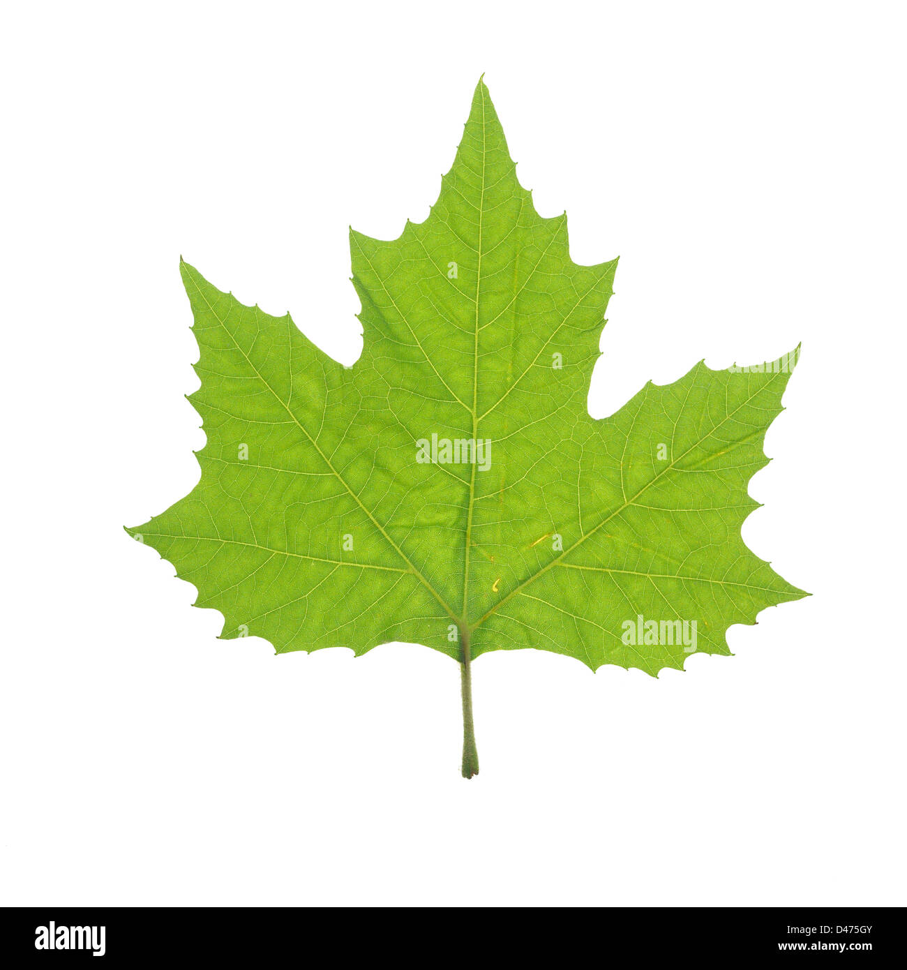 Unico Verde Foglia di acero tagliare lo sfondo bianco Foto Stock