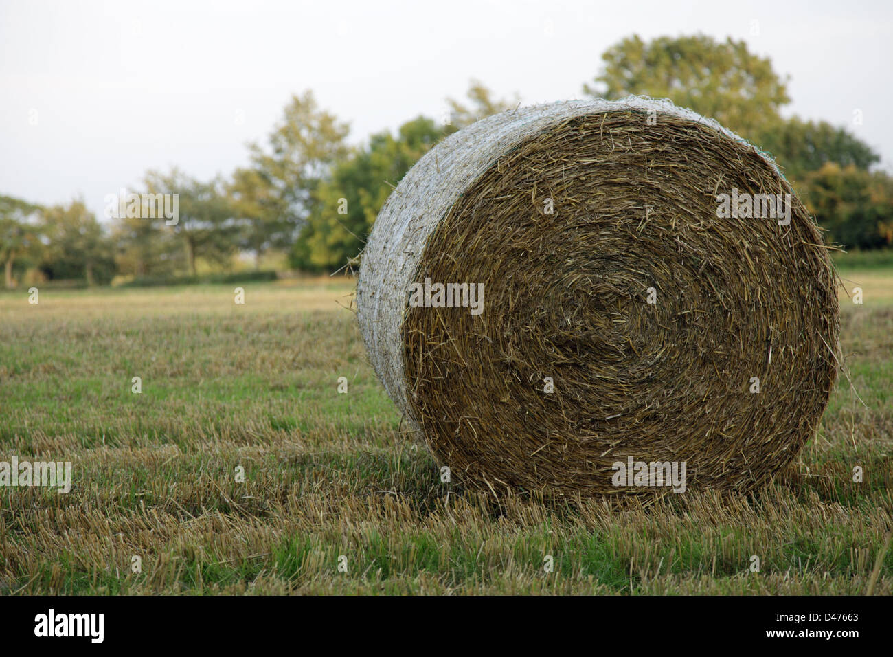 Laminati per balle di fieno in un campo di Oxfordshire Foto Stock