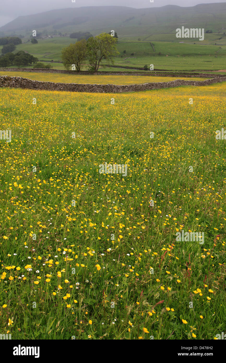 Prati fioriti e pascoli Appersett; Appersett village, Wensleydale; Yorkshire Dales National Park, England, Regno Unito Foto Stock