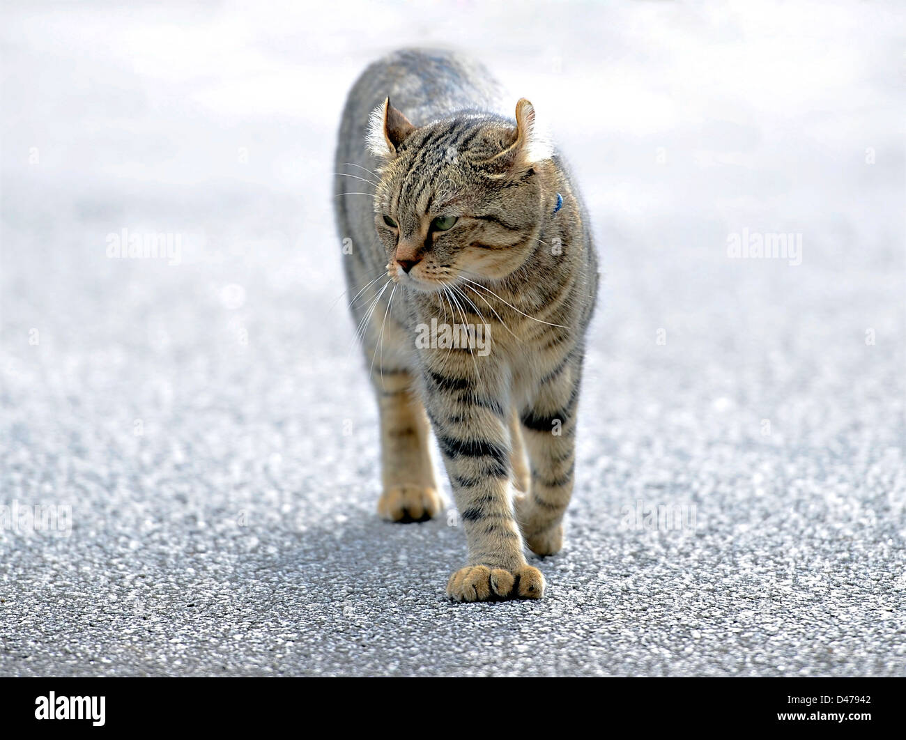 Un bel grigio tabby Highlander Lynx cat a piedi, la sua espressione mostra la rabbia. Foto Stock