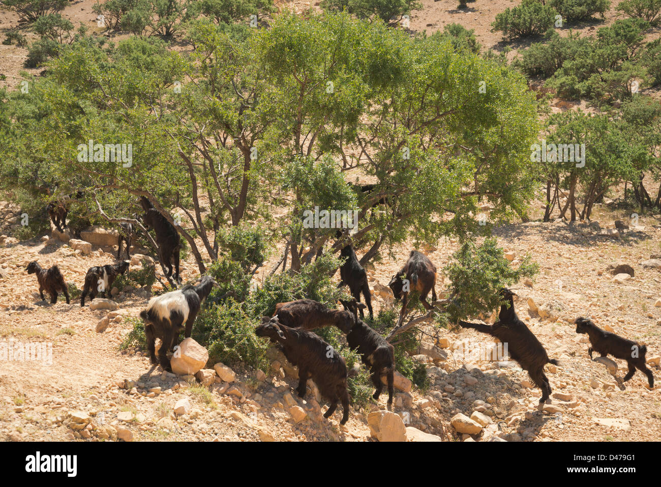Caprini in Marocco di mangiare le foglie degli alberi di Argan Foto Stock