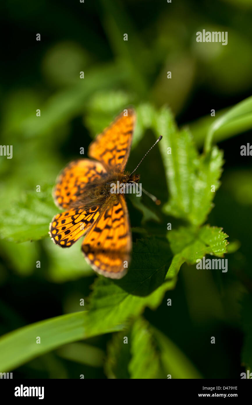 Marsh Fritillary con alette aperte Foto Stock