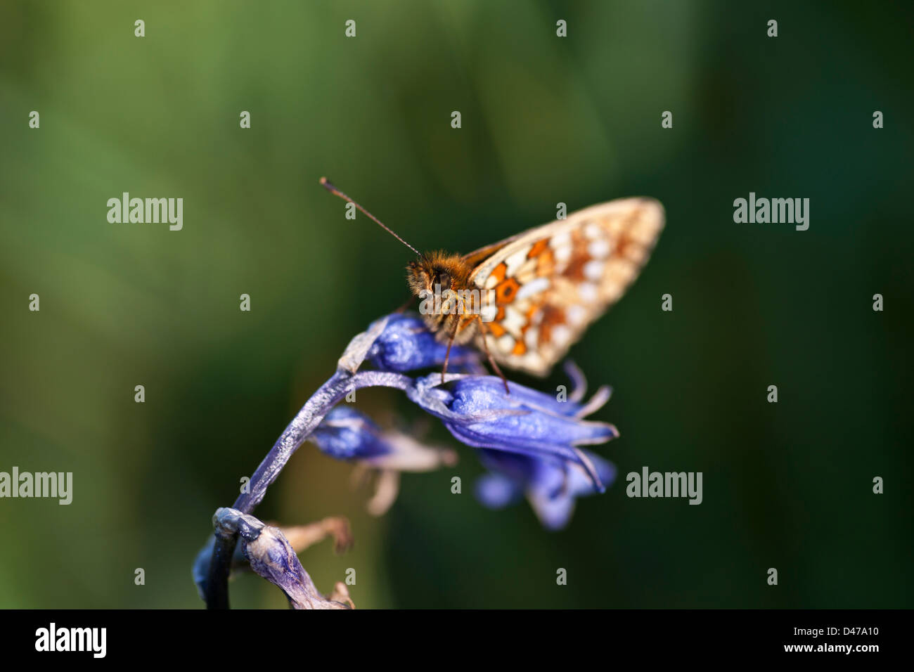 Marsh fritillary butterfly,ali chiuso su un blue bell Hyacinthoides non scripta Foto Stock