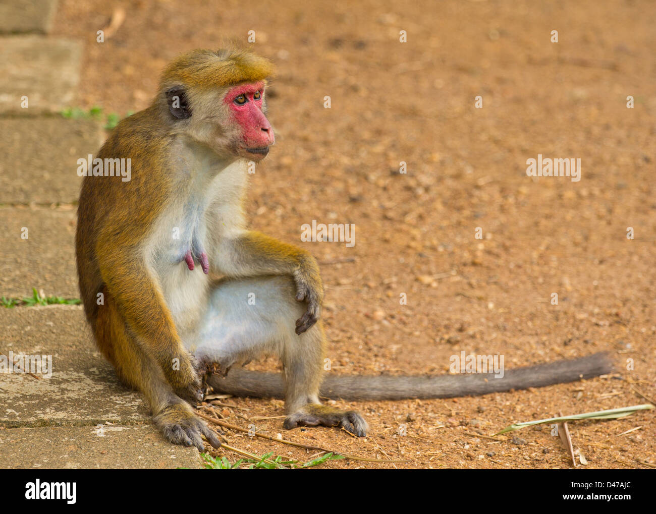 TOQUE di scimmia (Macaca sinica) Indigeno di SRI LANKA Foto Stock