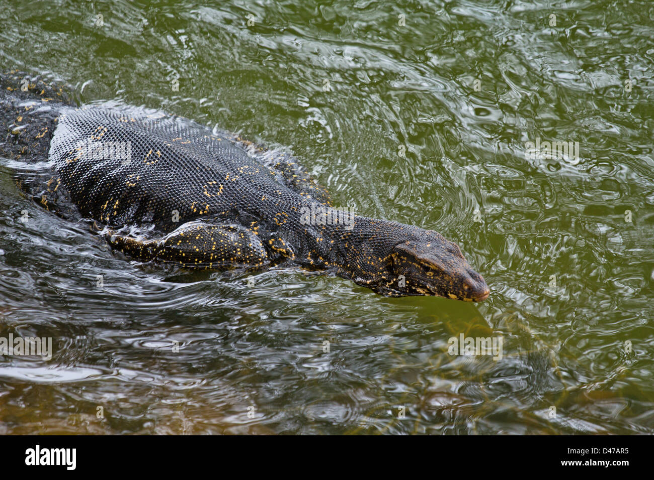 Molto grande acqua MONITOR (Varanus salvator) nuotare in un lago di SRI LANKA Foto Stock