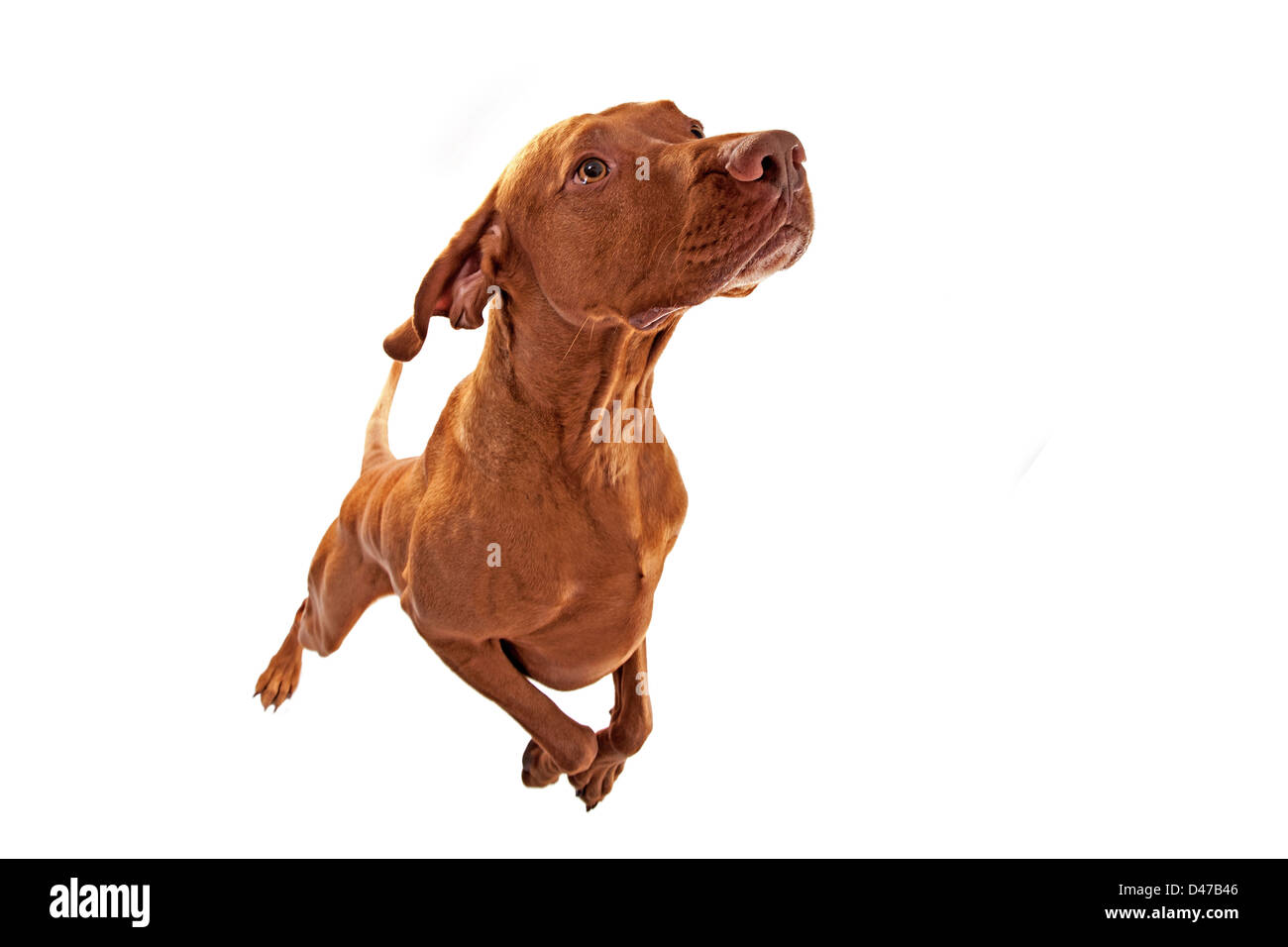Cane jumping isolato su bianco Foto Stock