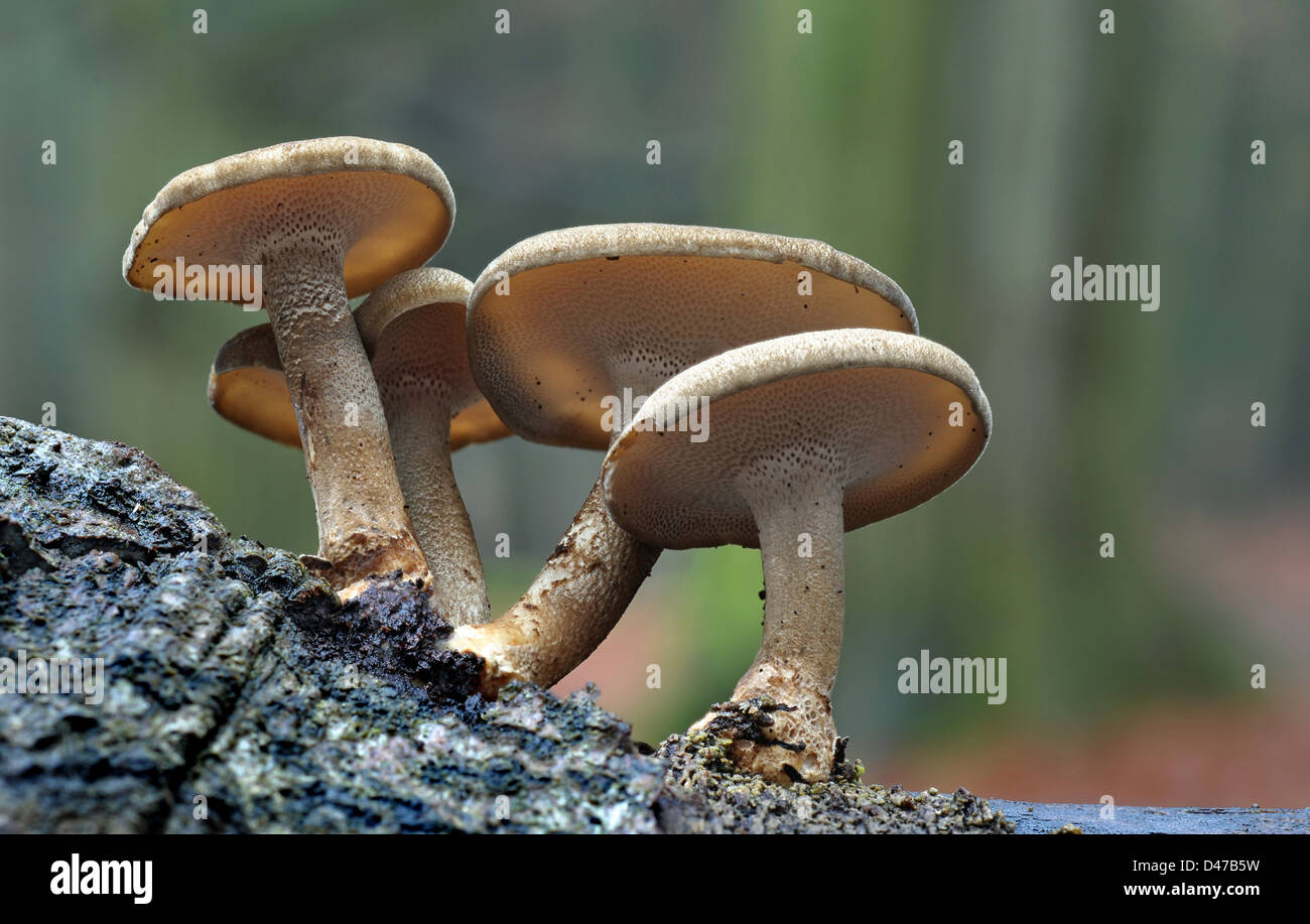 Inverno Polyphore (Polyporus brumalis). Corpi di frutta su legno Foto Stock