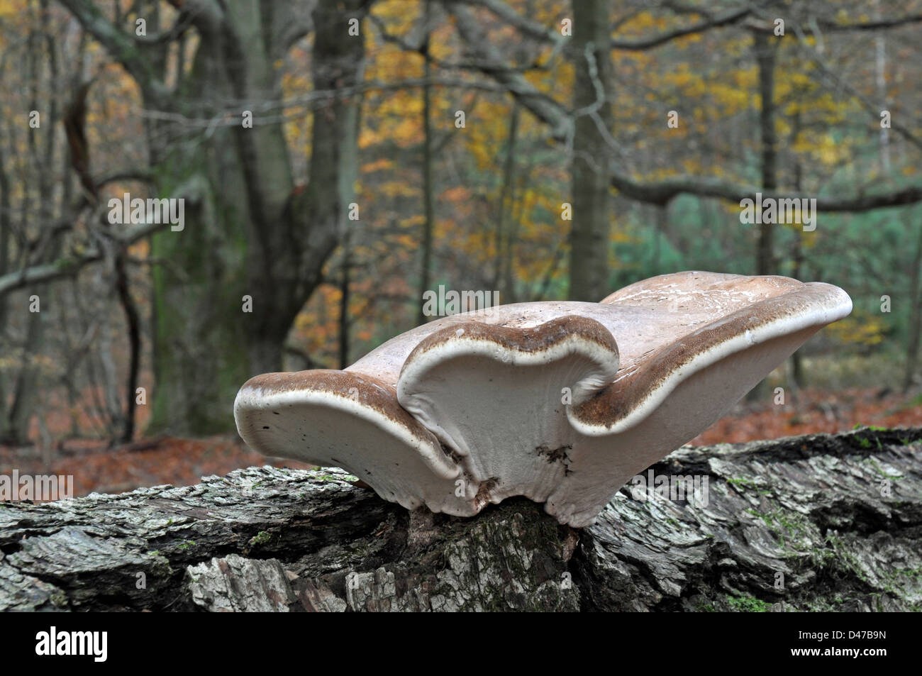 La Betulla Polyphore (Piptoporus betulinus), frutta corpi sui morti di legno di betulla Foto Stock