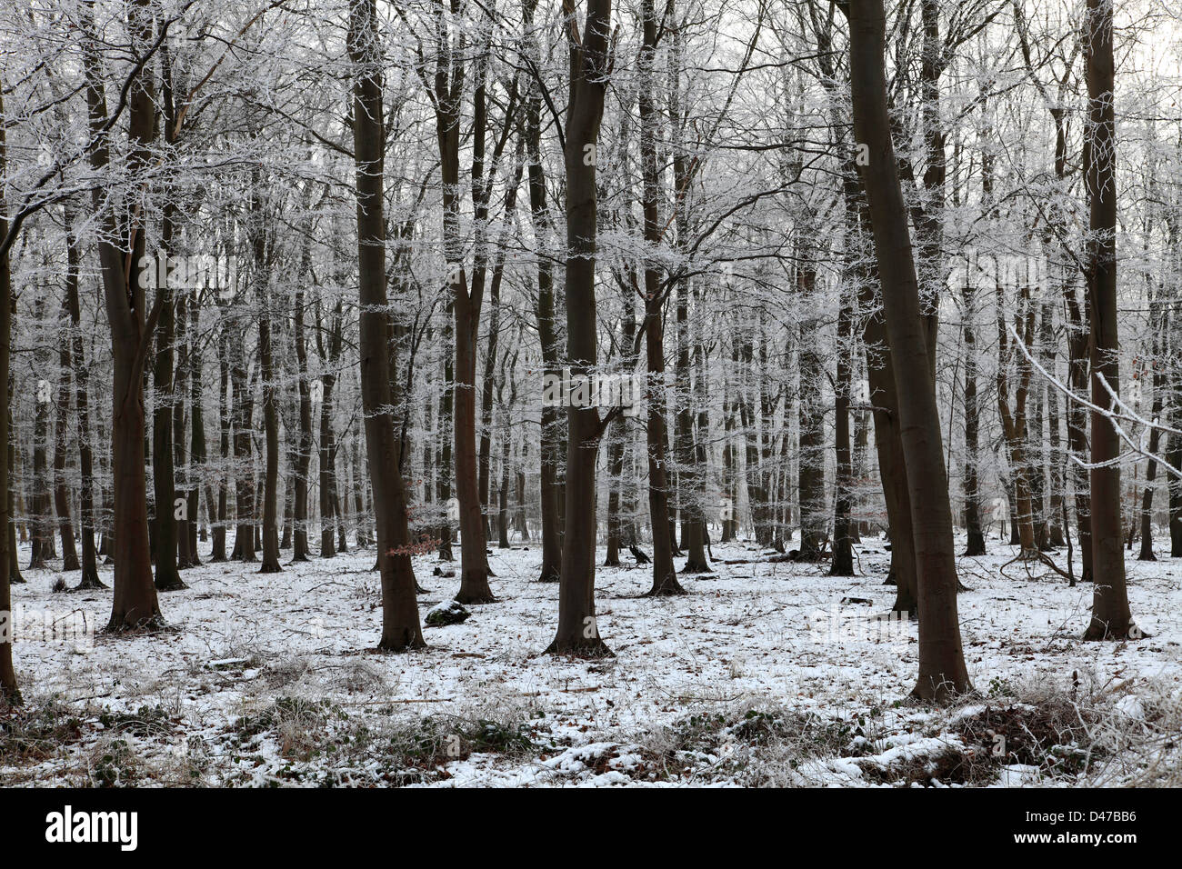 Hoare frost scena invernale, bosco vicino al villaggio di Southwick, Rockingham Forest, Northamptonshire, Inghilterra; Gran Bretagna; Regno Unito Foto Stock