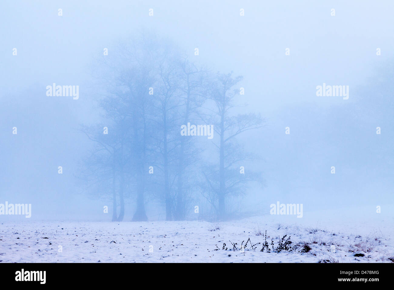 Intrico di alberi nella foschia mattutina con coperte di neve sul campo Boxing Day. Regno Unito Foto Stock