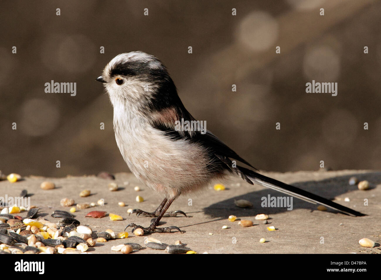 Un Long-Tailed Tit (Aegithalos caudatus) arroccato su una tabella di uccelli. Foto Stock