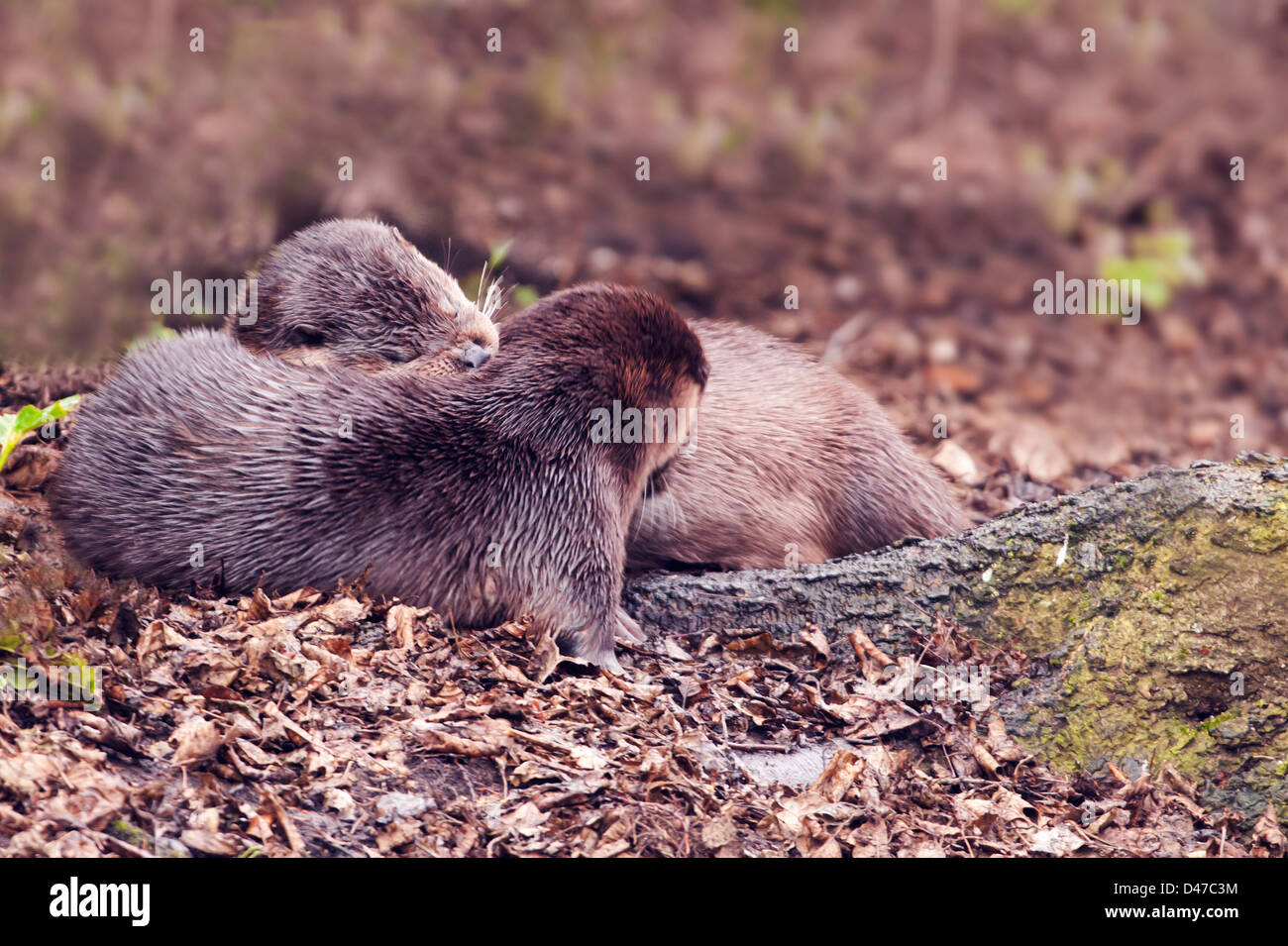 Coppia di Wild Lontra europea Lutra lutra rannicchiò fino sulla banca del fiume di Norfolk Foto Stock