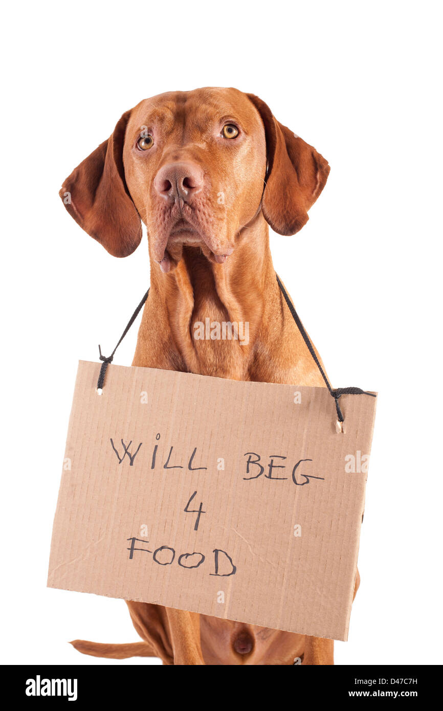 Una razza pura color oro cane puntatore con segno di cartone Elemosinare il cibo su sfondo bianco Foto Stock