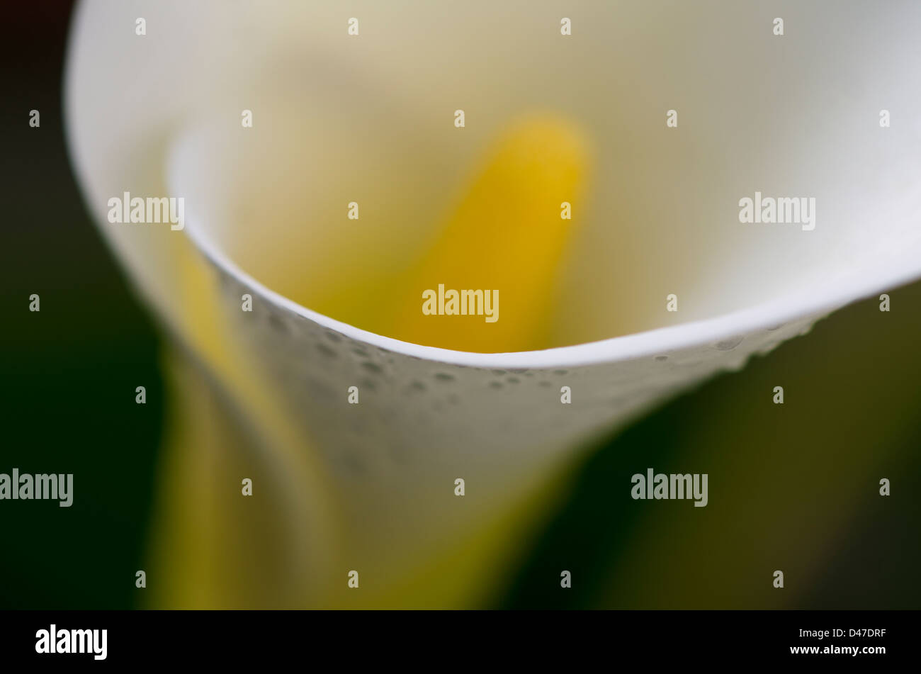 Bianco gigante arum lily o comuni o arum lily, Zantedeschia aethiopica flower closeup Foto Stock