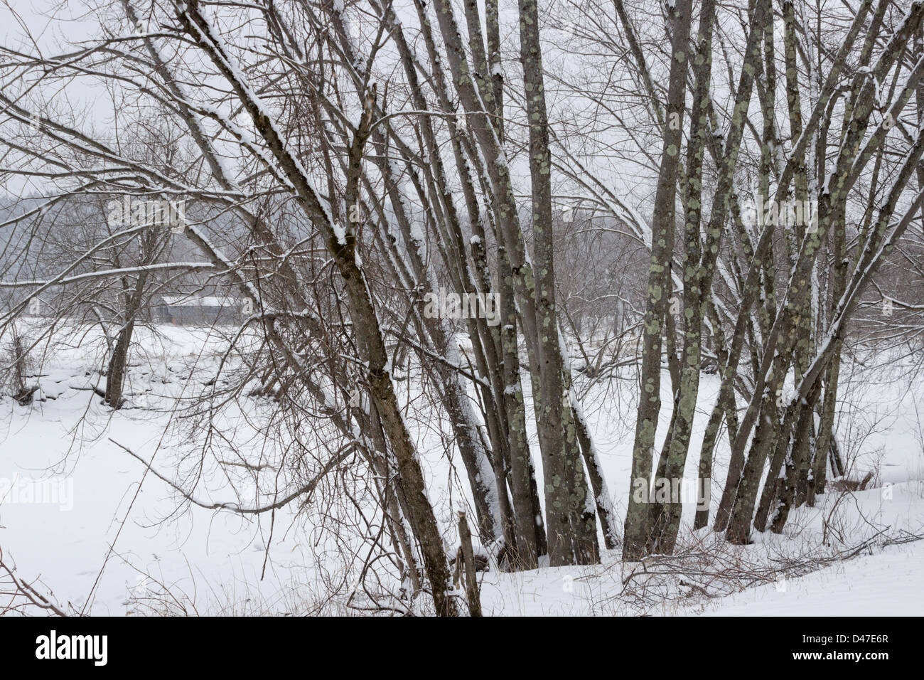 Inverno, Codding cava, Eden, Vermont, USA Foto Stock