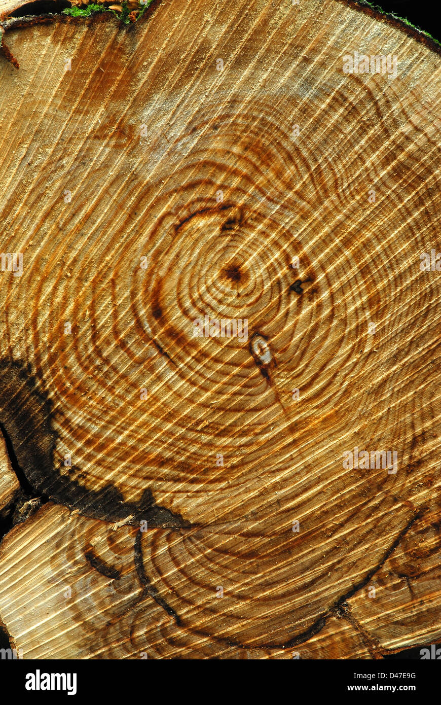Un tronco di albero che è stato segato per mostrare gli anelli di accrescimento Foto Stock