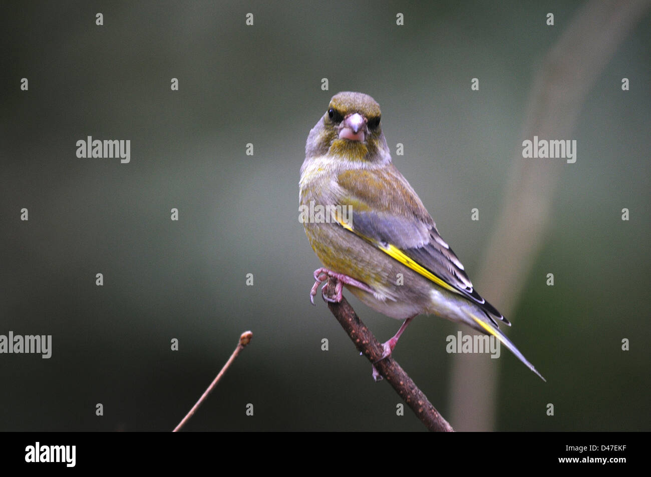 Un Verdone Foto Stock