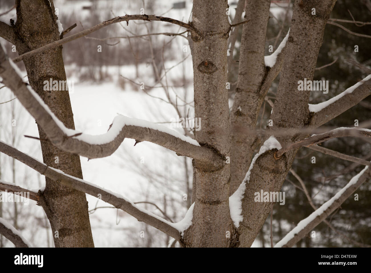 Alberi nella neve, Waterville, Vermont, USA Foto Stock