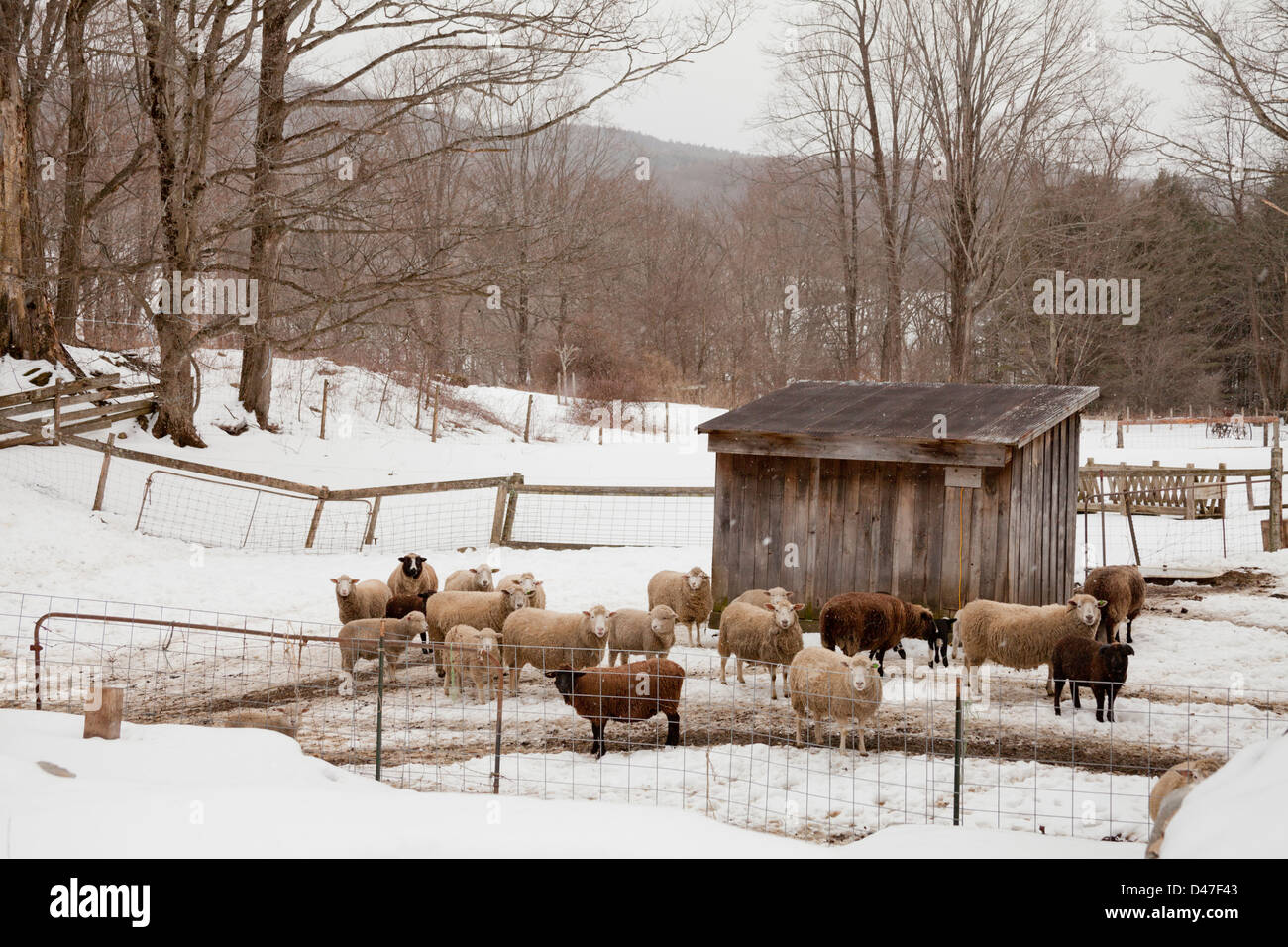 Pecora che pascola in inverno la neve, Springfield, Vermont, USA Foto Stock