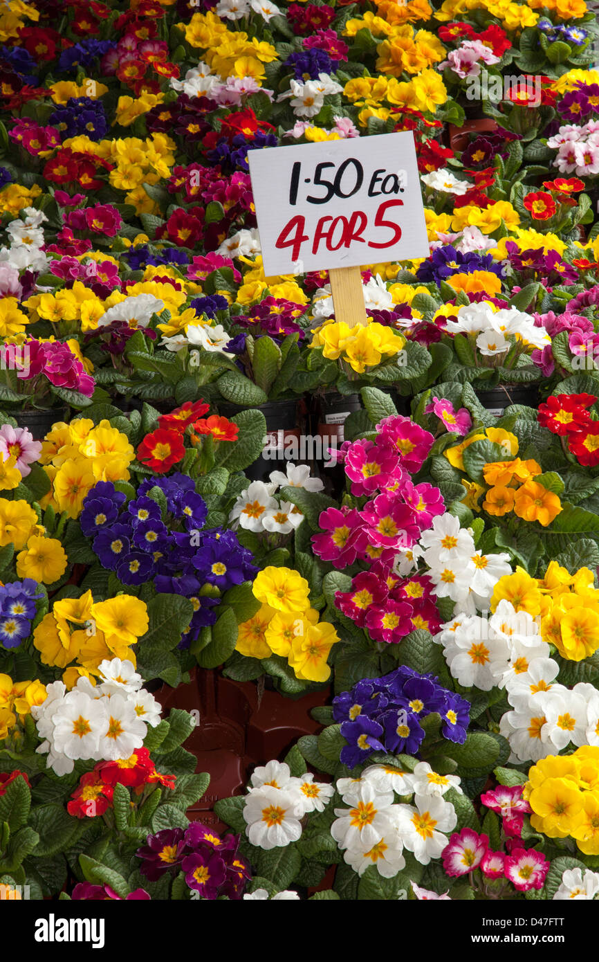 Primula con fiore primaverile, Primula al Festival Internazionale dei fiori continentali di Wigan, Lancashire, Inghilterra, Regno Unito Foto Stock